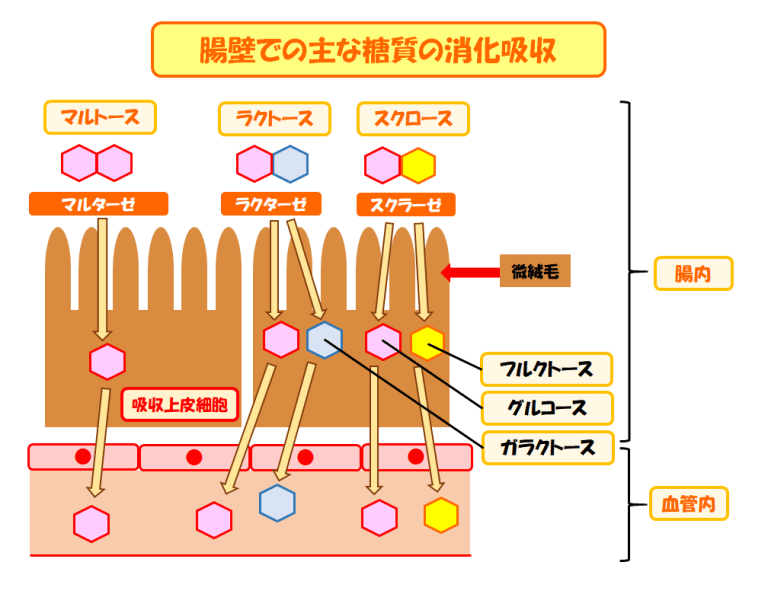 【必見!】炭水化物や糖質の消化吸収の仕組みを簡単にまとめてみた! | スポーツ栄養士あじのブログ