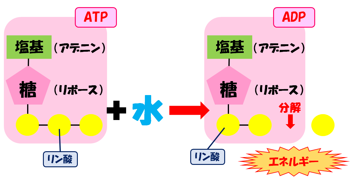 【超簡単】ATPの構造や働きをわかりやすく解説してみた！ | スポーツ栄養士あじのブログ
