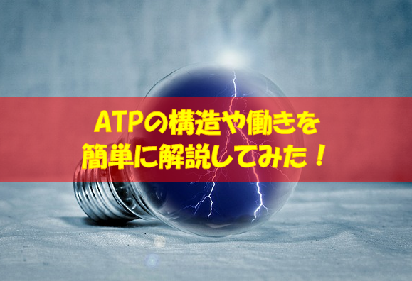 【超簡単】ATPの構造や働きをわかりやすく解説してみた！ | スポーツ栄養士あじのブログ