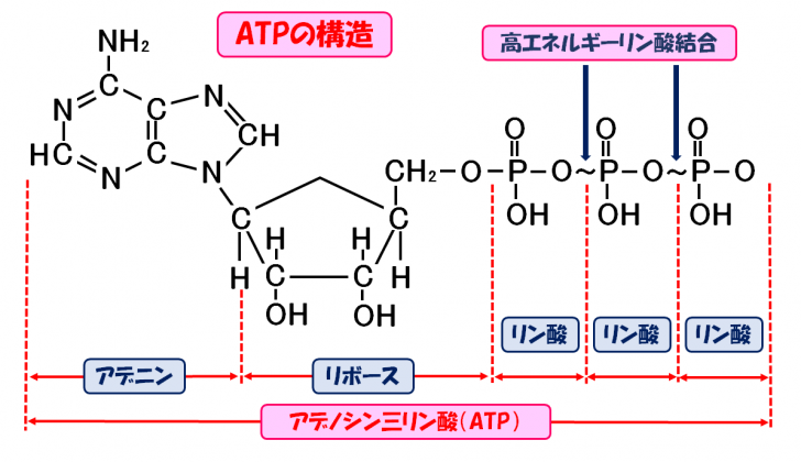 【超簡単】ATPの構造や働きをわかりやすく解説してみた！ | スポーツ栄養士あじのブログ